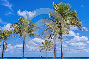 Palm Trees Blue Ocean Fort Lauderdale Beach Florida