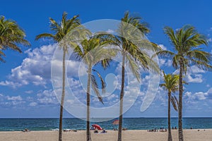 Palm Trees Blue Ocean Fort Lauderdale Beach Florida