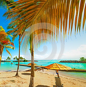 Palm trees and blue sea in Bas du Fort beach in Guadeloupe