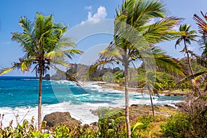 Palm Trees and Blue Sea photo