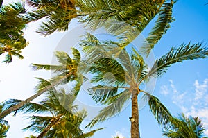 Palm trees and Blue skies