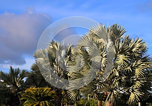 Palm trees and blue skies