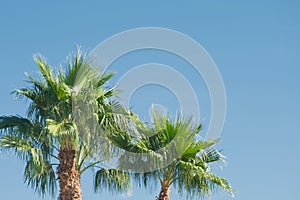 Palm trees in blue sky