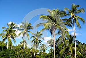 Palm trees in a blue sky