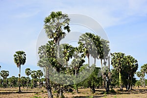 Palm trees and blue sky