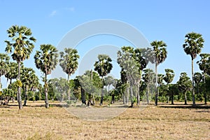 Palm trees and blue sky