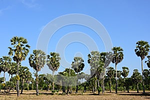 Palm trees and blue sky