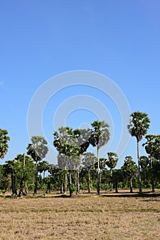 Palm trees and blue sky