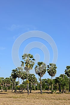 Palm trees and blue sky