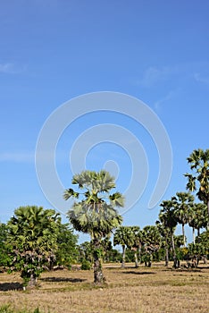 Palm trees and blue sky