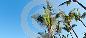 Palm trees and blue sky