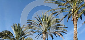 Palm trees and blue sky