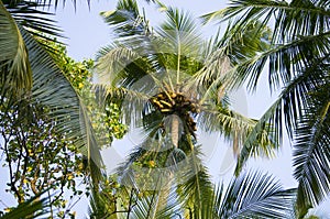 Palm trees the blue sky