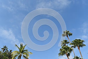 Palm Trees and Blue Sky