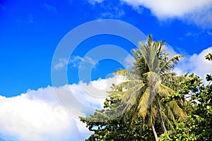 Palm trees on blue sky background