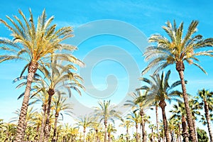 palm trees, blue sky background