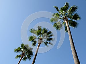 The palm trees on blue sky background