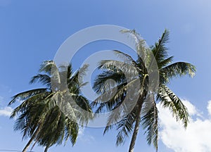 Palm trees on a blue sky background