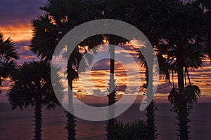 Palm trees on a blue sky background