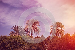 Palm trees and blue sky background