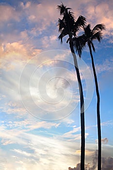 Palm trees on blue sky background, palm branches on sky background, silhouettes of palm trees, crowns palms trees