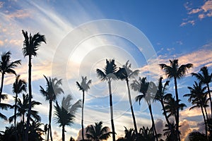 Palm trees on blue sky background, palm branches on sky background, silhouettes of palm trees, crowns palms trees