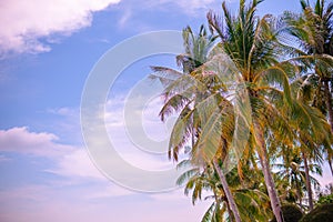 Palm trees on blue sky background on sunny day close up