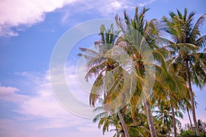 Palm trees on blue sky background on sunny day close up