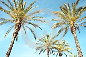 palm trees on a blue sky background