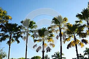 Palm trees with blue sky background. Tropical