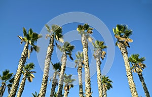 Palm trees on a blue sky background  on a tropical beach of Tenerife,Canary Islands,Spain.