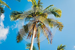 Palm trees and blue sky from below