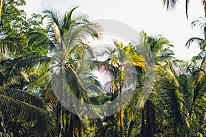 Palm trees and blue sky from below