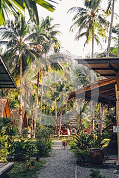 Palm trees and blue sky from below,Pathway to coconut trees