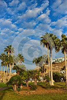 Palm trees before blue sky with few clouds