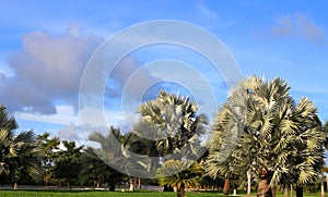Palm Trees and a blue sky