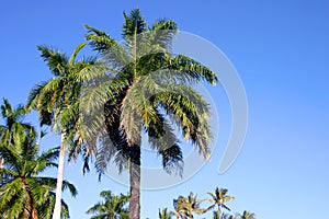Palm Trees and Blue Sky in Hawaii