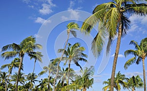 Palm trees on blue sky Miami beach Florida