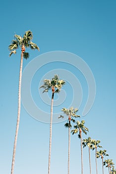 Palm trees with blue sky in Newport Beach, Orange County, California