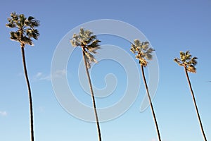 Palm Trees in Blue Sky