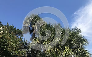 Palm Trees with a Blue Sky in Southern Florida