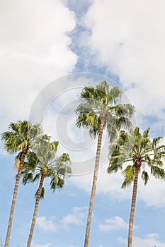 Palm Trees with Blue Sky in Sunny Orlando Florida photo