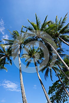 Palm trees and blue sky with sunset in Tropical Queensland