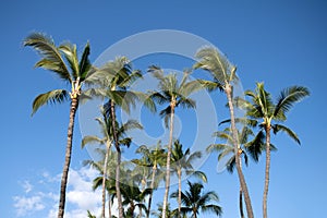 Palm trees on blue sky, palm at tropical coast, coconut tree. Palms tropic design.