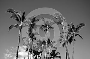 Palm trees on blue sky, palm at tropical coast, coconut tree. Palms tropic design.