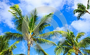 Palm trees and blue sky. photo