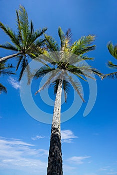 Palm trees and blue sky in Tropical Queensland