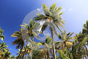 Palm trees on blue sky and white clouds on Martinique, perspective looking up