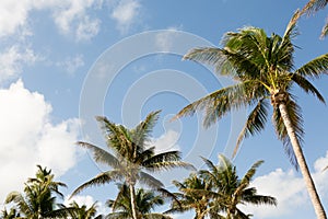 Palm trees and blue skys.