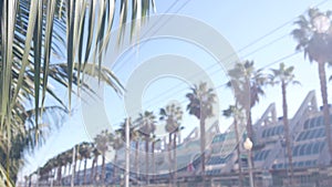 Palm trees and blue summer sky, California USA. Palmtrees leaves, row of palms.